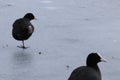 Birds on the ice pane