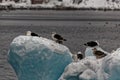 Birds on ice.