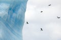 Birds flying behind a turquoise iceberg Antarctica. Antarctic petrels in front of huge icebergs