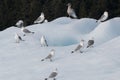 Birds on Iceberg from Sawyer glacier in Tracy Arm fjord