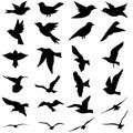 Birds icon vector set. animals illustration sign collection. nature symbol. Royalty Free Stock Photo