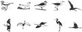 Birds icons