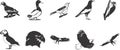Birds icons