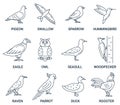 Birds icons set. Collection of editable linear vector illustrations: hummingbird, sparrow, pigeon,  eagle, owl, woodpecker, raven Royalty Free Stock Photo