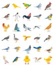 Birds illustration Pack with with variation hues and wonderful style too, Perfect set for some other sort of structure. Layered.