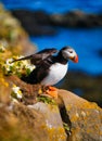 Birds image. Puffin in Iceland. Seabird on sheer cliffs. Bird on the Westfjord in Iceland.