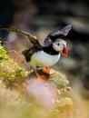 Birds image. Puffin in Iceland. Seabird on sheer cliffs. Bird on the Westfjord in Iceland.