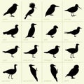 Birds Royalty Free Stock Photo