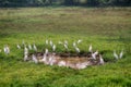 Birds Of India. Cattle egrets in the multitude gathered on drying up the swamp Royalty Free Stock Photo