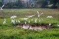 Birds Of India. Cattle egrets in the multitude gathered on drying up the swamp Royalty Free Stock Photo