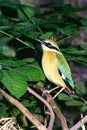Birds, Indian Pitta Pitta Brachyura sitting on tree Royalty Free Stock Photo