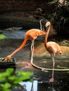 flamingos, Royalty Free Stock Photo