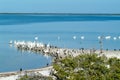 Birds on the island de los Pajaros in Holbox Royalty Free Stock Photo