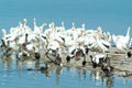 Birds on the island de los Pajaros in Holbox Royalty Free Stock Photo