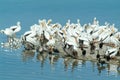 Birds on the island de los Pajaros in Holbox Royalty Free Stock Photo