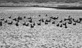 Birds at the Island of Fanoe in Denmark Royalty Free Stock Photo