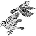 1787 birds, isolate on a white background, drawing birds, pattern pen Royalty Free Stock Photo