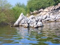 Birds at Jaisamand Lake, near Udaipur, Rajasthan Royalty Free Stock Photo