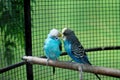 Birds are kissing Royalty Free Stock Photo