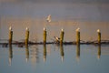 Birds On Lake In Autumn Morning Royalty Free Stock Photo