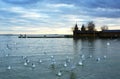 Birds at Lake Balaton, Hungary