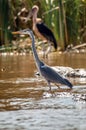 Birds on Lake Chamo