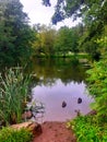 Birds, lake,garden , trees