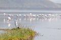 Birds at Lake Nakuru, Kenya
