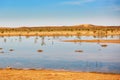 Birds in the lake of oasis in Sahara desert Royalty Free Stock Photo