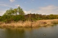Birds on lake in spring time Royalty Free Stock Photo