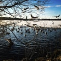 Birds at the lake a winter day