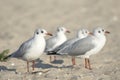 Birds of lakes and estuaries. A flock of young black-headed gulls Larus ridibundus resting on the sandy shore