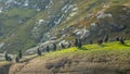 Birds laying on the sun on Skye Island Scotland Royalty Free Stock Photo