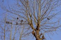 Birds on the leafless ginkgo tree