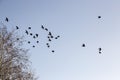 Birds Leaving Tree in Winter Royalty Free Stock Photo