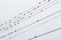 Birds on light wire