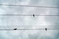 Birds on light wires Royalty Free Stock Photo