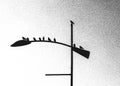 Birds on a Light Pole in High Contrast Black and White Image