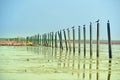 birds on line pole in swamp with lotus field