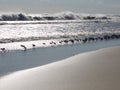 Birds line the shore at the edge of the waves