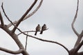 Birds live in pairs