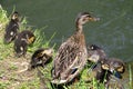 Birds living on lakes in the city. The ducklings are sitting on the shore with the mother duck. Young ducks near the city pond Royalty Free Stock Photo