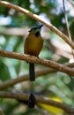 Birds living in wild naturals in Mexiko Royalty Free Stock Photo