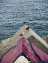 Birds at Llanes port Asturias Spain