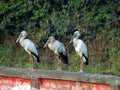 The birds are locally known as 'Shamuk Bhanga or Shamkhol'