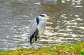 Birds of London parks and lakes