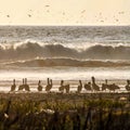 Birds look sea landcape nature Royalty Free Stock Photo