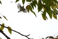 Birds looking for food in treetops.