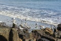 Seagulls enjoying the frolicking in the motion of the waves