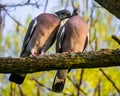 Pigeons pair kissing on tree branch in spring Royalty Free Stock Photo